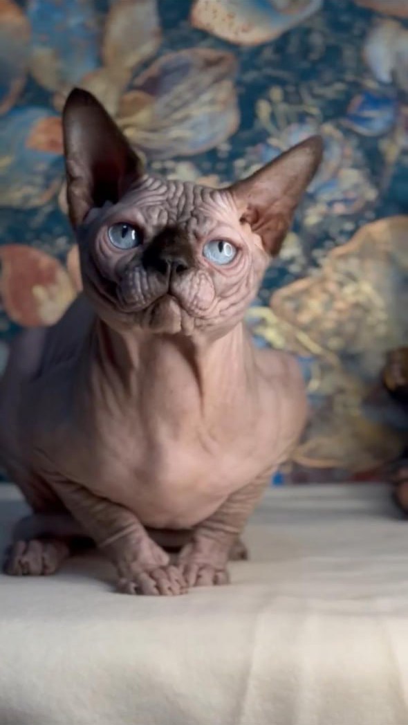 Cat 1