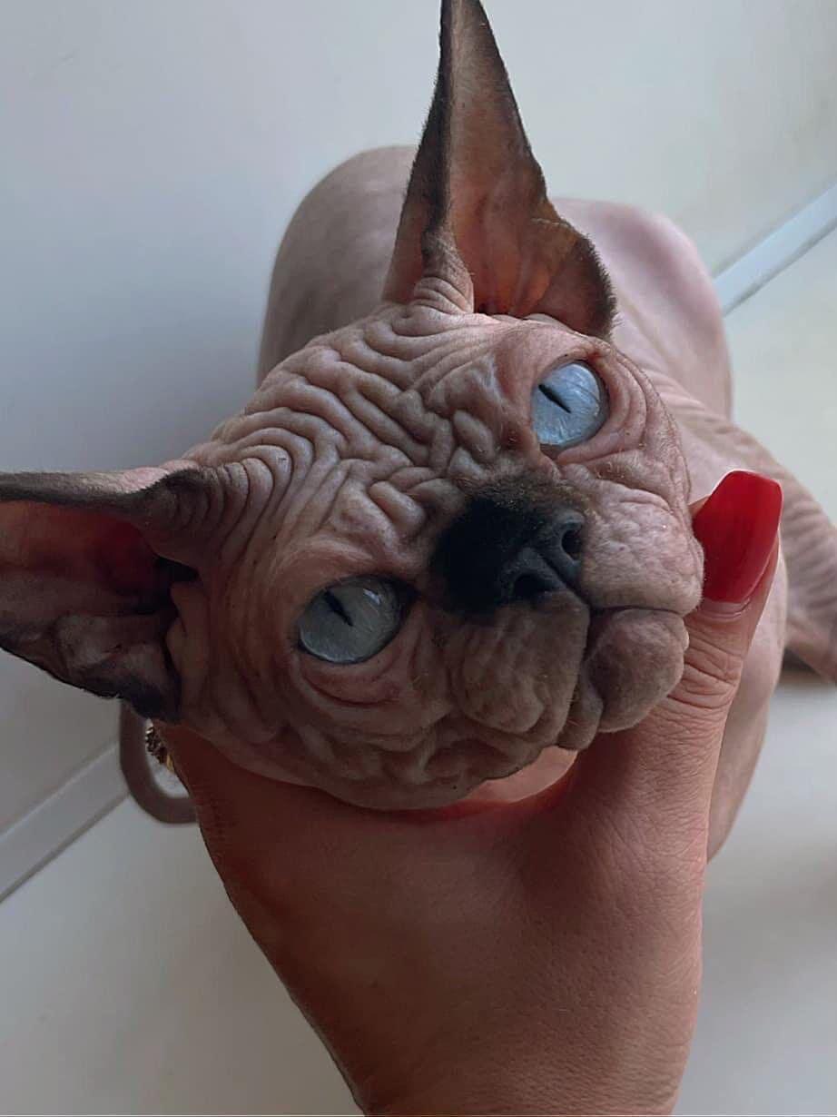 Cat 2