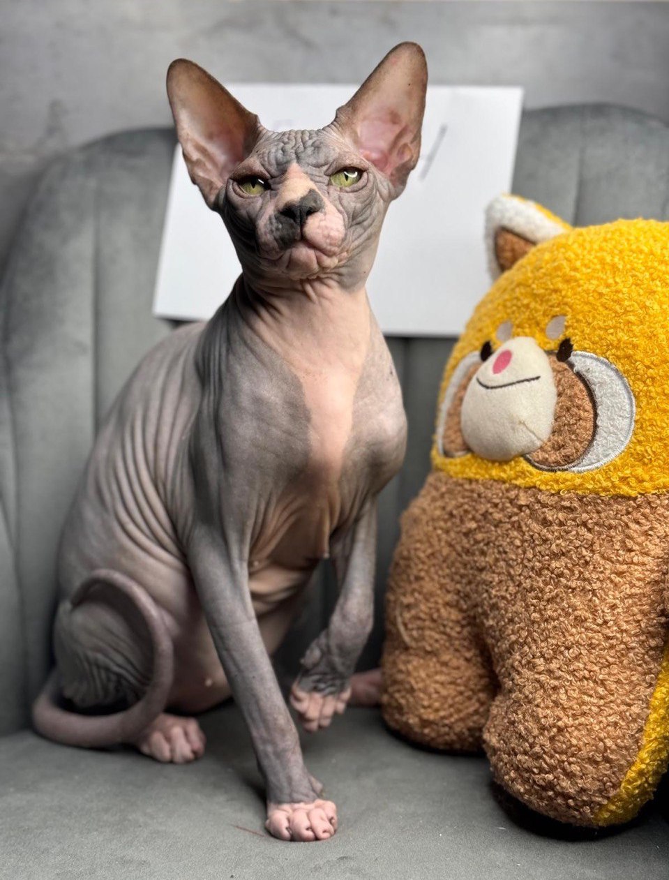 Cat 3