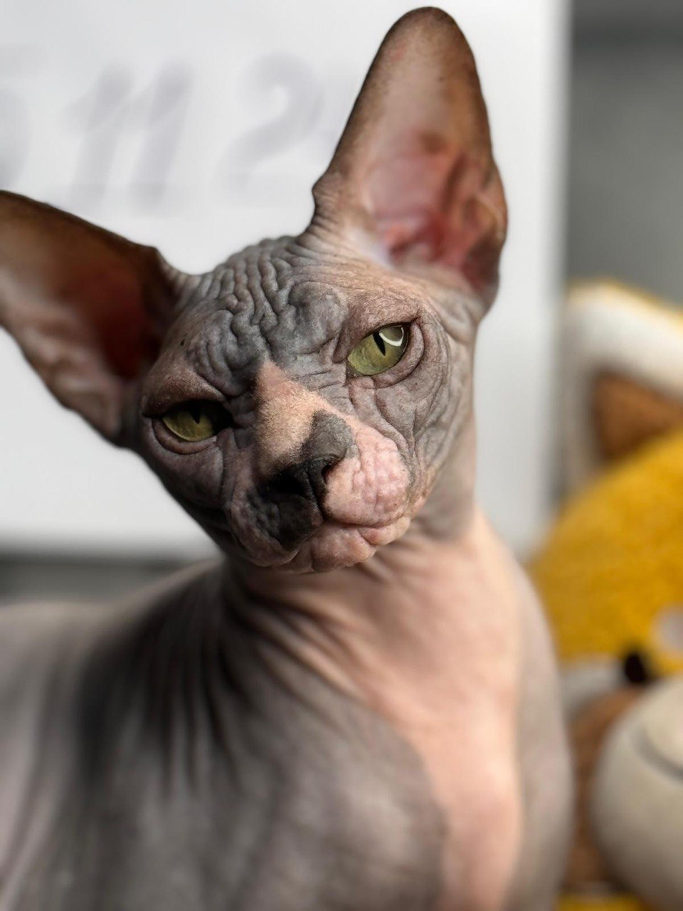 Cat 4